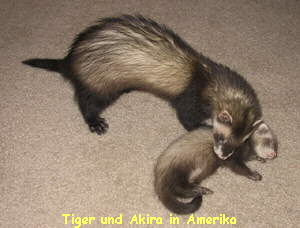 Tiger und Akira in Amerika