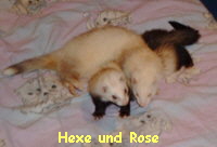 Hexe und Rose