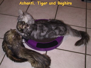 Ashanti, Tiger und Baghira
